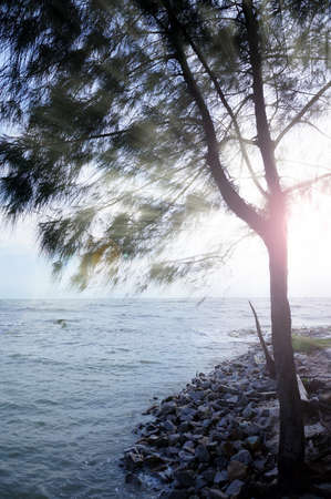 Silhouette tree at beach with dramatic sunset backgroundの写真素材