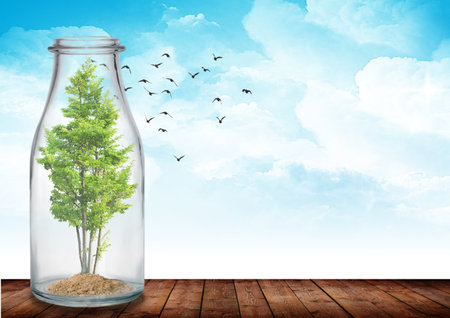 Tree in glass bottle on wooden floor against blue sky with white clouds and a bird in backの写真素材