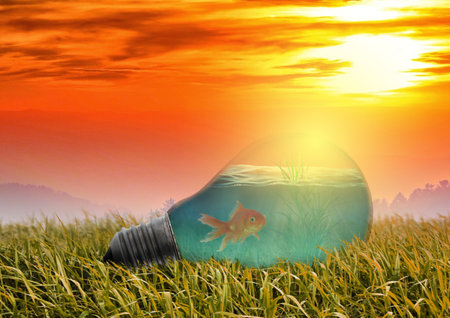 Goldfish inside of a light bulb on green grass and sunset backgroundの写真素材