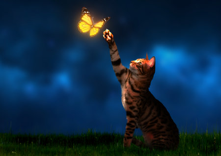 Cat with a glowing butterfly on its paw in the night skyの写真素材