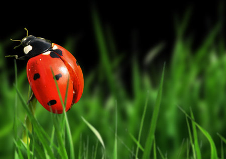 ladybug on green grass isolated on black background with bokehの写真素材