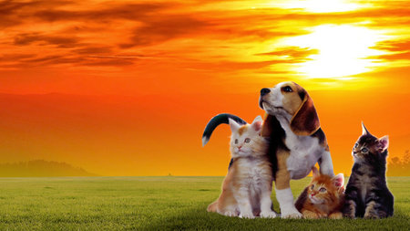 group of cats and dog on green grass with sunset sky background.の写真素材