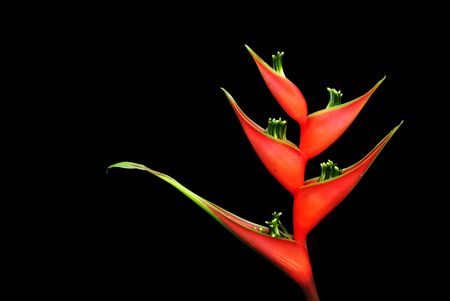heliconia flower on dark background の写真素材
