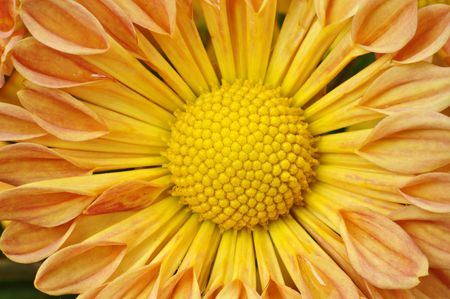 The detail of Chrysanthemum flower textureの写真素材