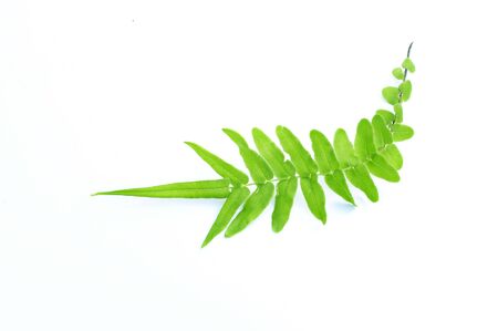 young fern leaf isolated on white background の写真素材