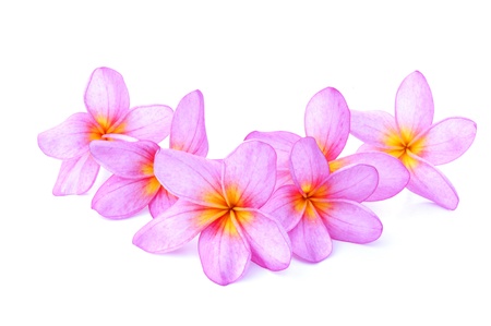 Plumeria flowers for design の写真素材