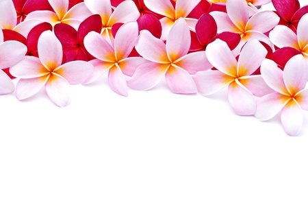  Frangipani flowers for design の写真素材