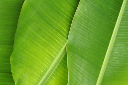 Banana Leaves Background Royalty Free Images Photos And Pictures