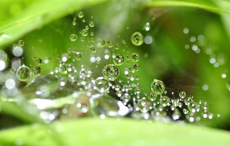 water drop on spider web の写真素材
