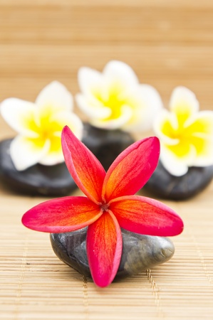 Plumeria arrangement on stone for spa concept の写真素材