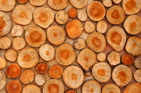 tree stumps patternの写真素材