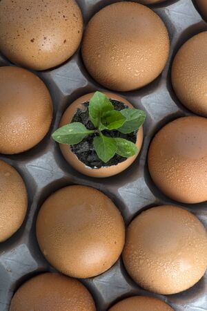 tree in eggs - conceptual