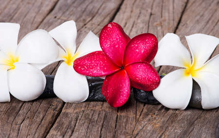 Frangipani or Plumeria flower on wooden background.の写真素材