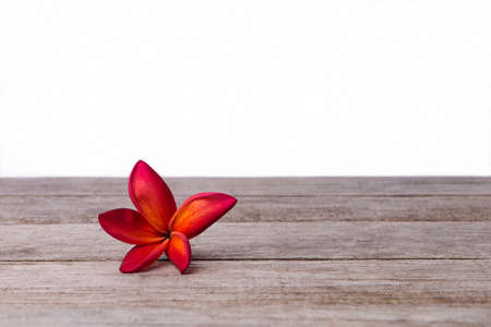 Single Frangipani or Plumeria flower on wooden background.の写真素材