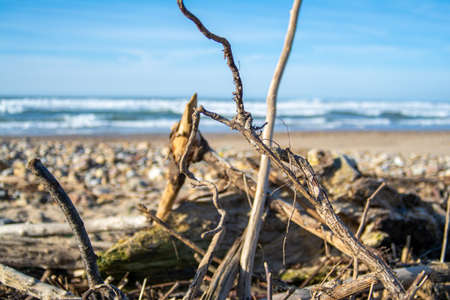 Texture sticks in the beachの写真素材