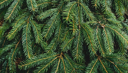 Close-up view of vibrant green spruce branches, providing a natural and fresh evergreen background.の素材