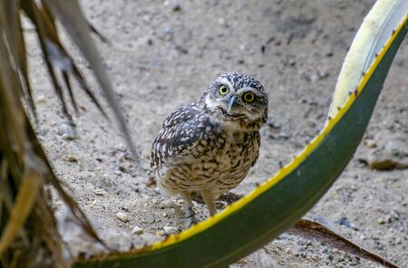 curious owlの写真素材