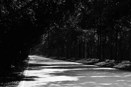 Road within a university in Thailand.の写真素材