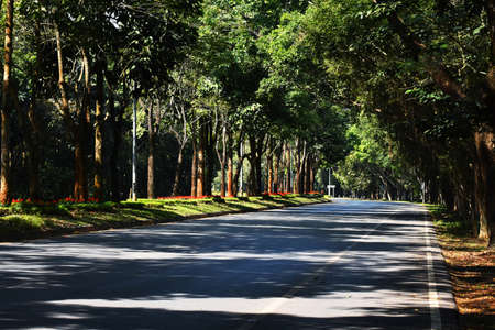 Road within a university in Thailand.の写真素材