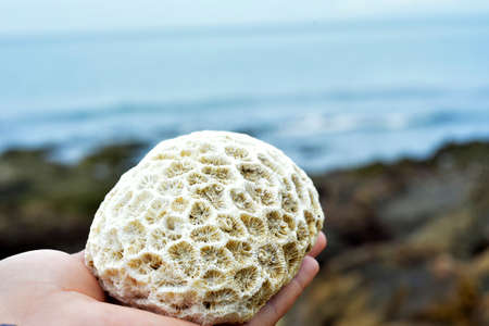 The coral reef on the beach.