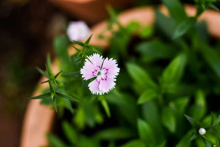 Purple flowers of Thailand.の写真素材