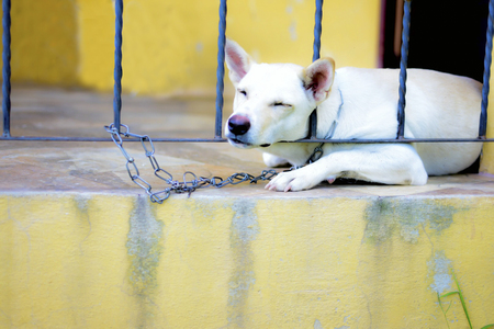 Because of the naughty puppy, the owner has to chained.の写真素材
