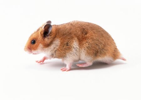 decorative hand rat on white backgroundの写真素材