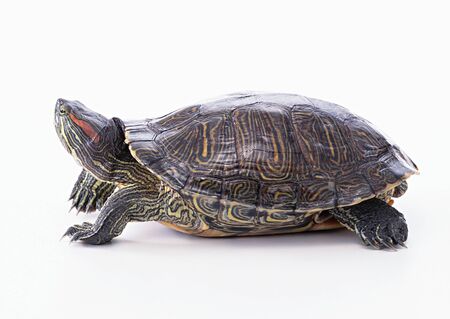 turtle on white backgroundの写真素材