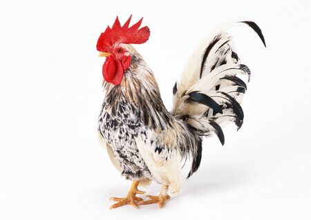 Thailand Fighter chicken rooster