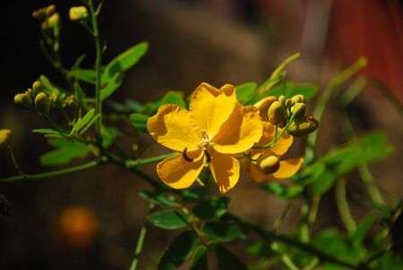 Yellow Flowerの写真素材