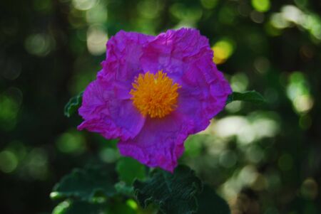 Violet Flowerの写真素材