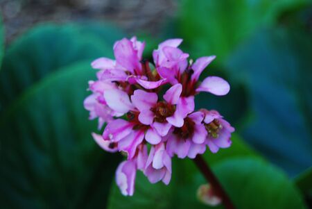 Pink Flowerの写真素材