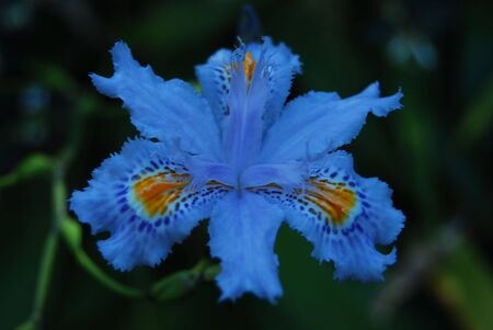 Blue Flowerの写真素材