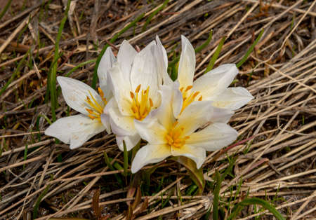Varto - Mus City / Turkey. Messengers of spring, Snowdrops, Crocus and Purple Iris in Hamurpet Lake,...