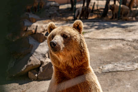 Beautiful brown bear walking in the Park.の写真素材