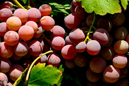 Red grapes hanging on vine in grape farm in Manisa on Vineyard.の写真素材