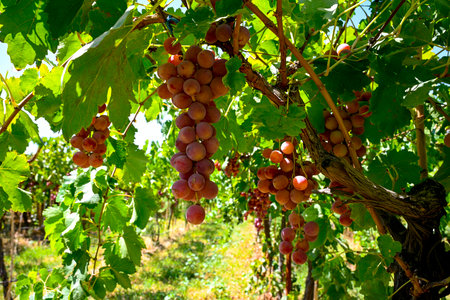 Red grapes hanging on vine in grape farm in Manisa on Vineyard.