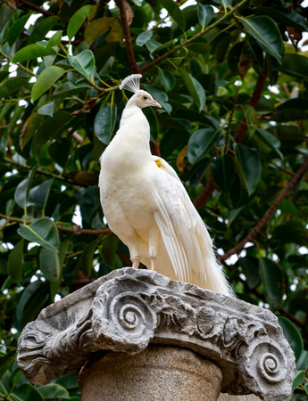 Statues, sarcophagi and other artifacts from the ancient city of Perge are exhibited in the Antalya Museum. Rows of columns in Perge, Antalya, Turkey. Remains of colonnaded streetの写真素材