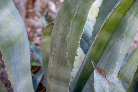 Blue-green agave leaves with thorns and prickles. Abstract backgroundの写真素材