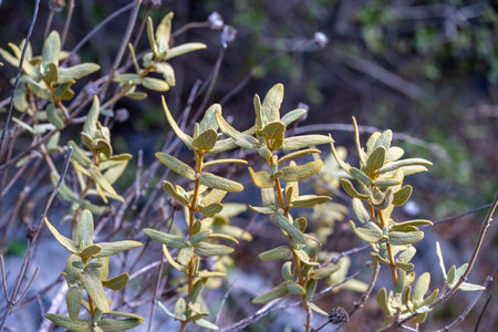 Aromatic Common Sage Salvia Officinalis Leaves Growing in a Herb Garden. Clary Sage natural green...