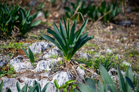 Green leaves of Colchicum, tulip in the garden in spring