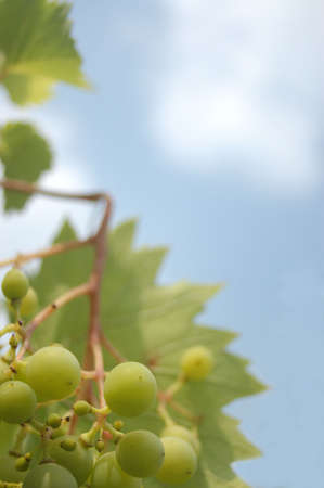 green grapes on vine in front of blue skyの写真素材
