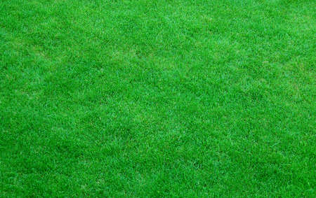 green grass texture