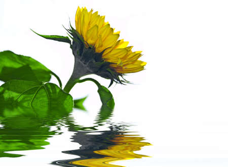 Sunflower touching the water with reflectionの写真素材
