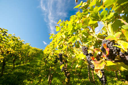 Wineyard in Hessen Germanyの写真素材