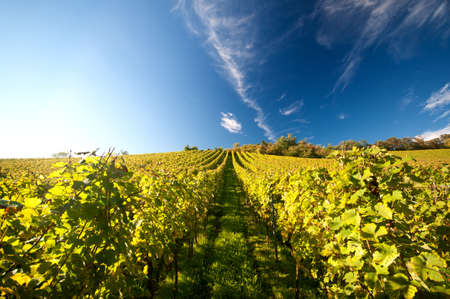 Vineyard in Germanyの写真素材