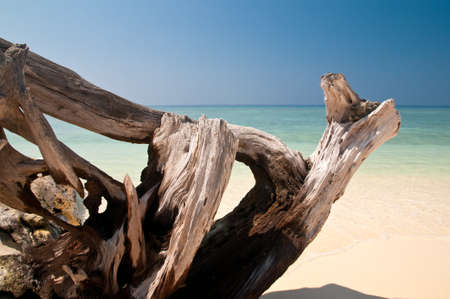 driftwoodの写真素材