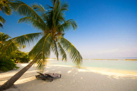 deckchair under a palm-tree on a tropical beachの写真素材