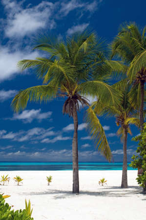 Palm Trees on a beautiful beachの写真素材