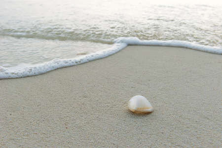 Sea shell at the beachの写真素材